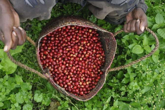 эфиопская сумка со собранными вручную кофейными ягодами