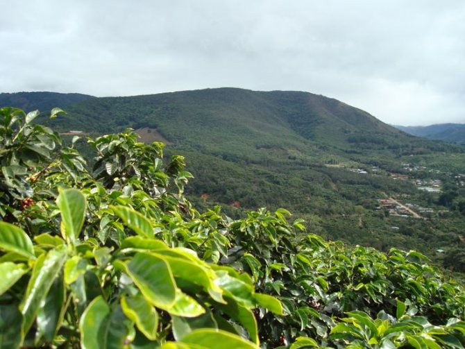 фото плантации кофе в Гондурасе