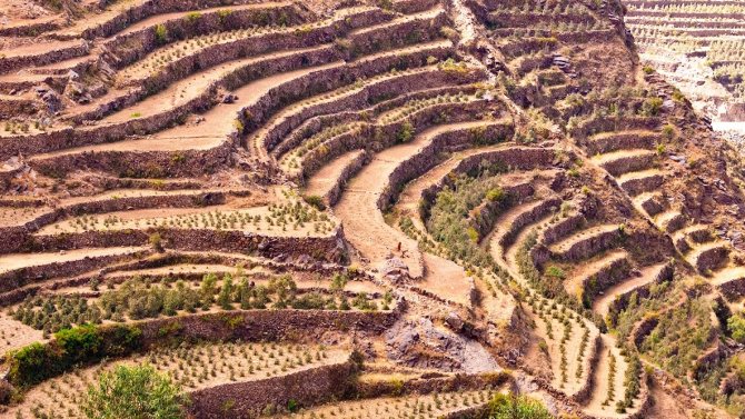 фото плантации кофе в Йемене