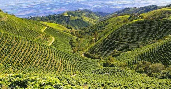 фото плантации кофе в Колумбии