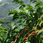 фото плантации кофе в Уганде