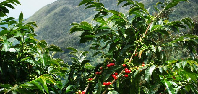 фото плантации кофе в Уганде