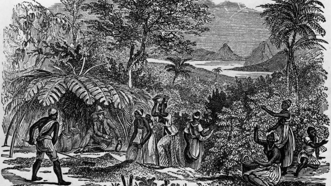 фото рабов на кофейной плантации