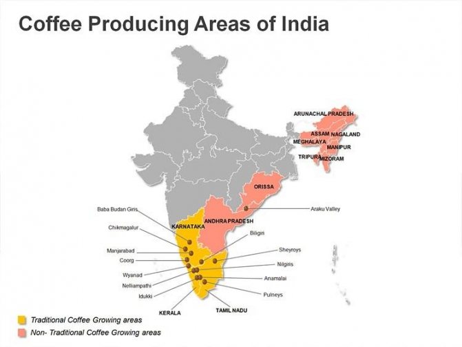 фото регионов производства индийского кофе