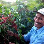кофе гватемала
