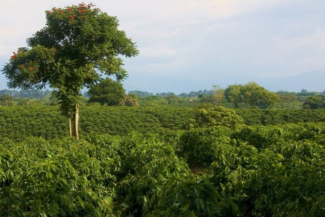 Кофе выращивается на плантациях в странах Южной Америки
