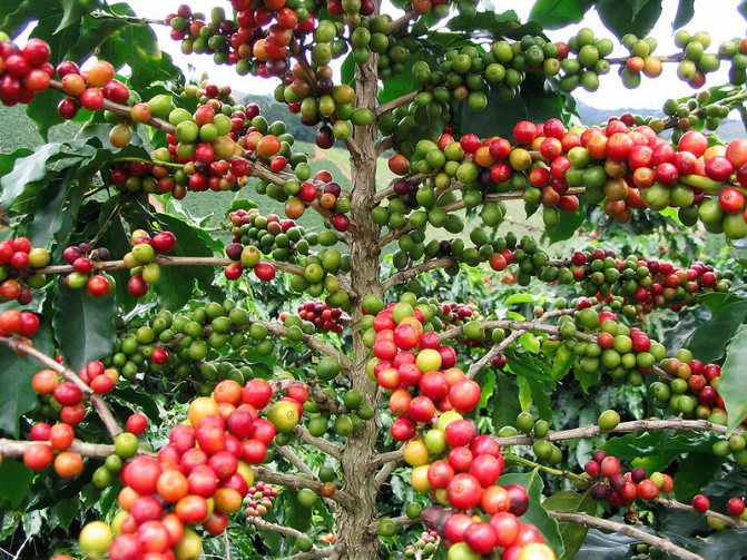 Кофейное дерево арабика