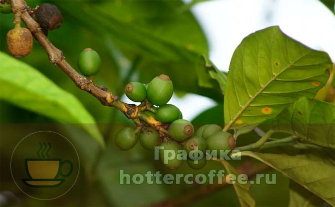 Кофейное дерево Либерика