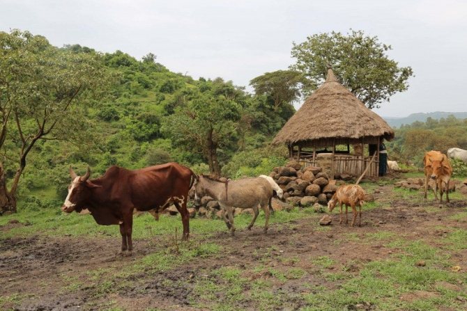 Маленькая ферма в Эфиопии