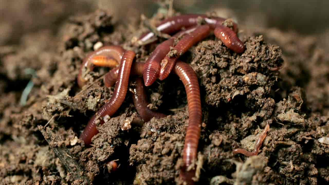 привлечение дождевых червей в огород