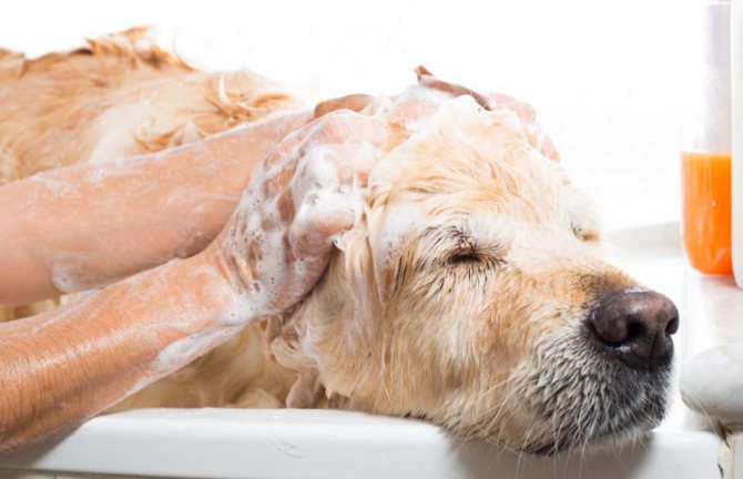 Проваренный кофе также поможет в борьбе с блохами у собак, для этого нужно втереть гущу в мокрую шерсть домашнего питомца после мытья