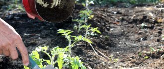 В жмыхе нет химических примесей, его полезные свойства улучшают структуру почвы, а аромат отпугивает садовых вредителей