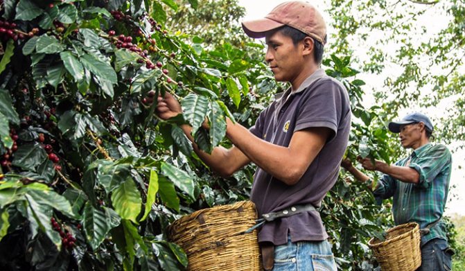 Выращивание кофе Гватемалы
